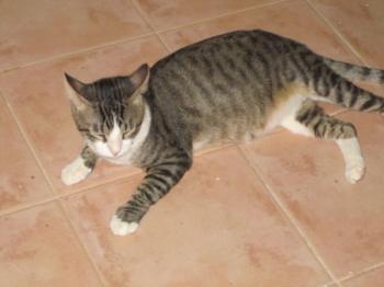 c Bild von Croqueto
