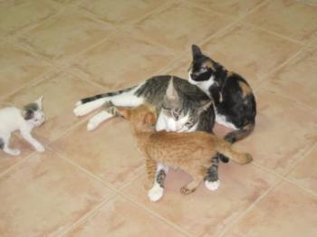 c Bild von Croqueto