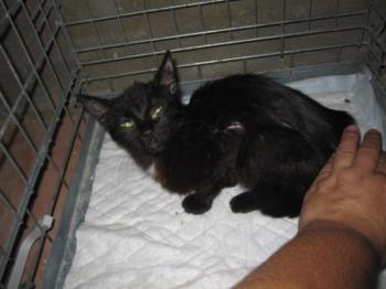 b Bild von Blacky