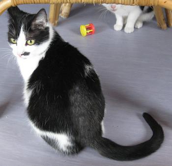 Dixie Bild von Dixie