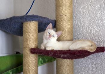 c Bild von Cashew