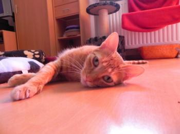 Bild von Ford