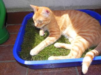 Bild von Ford