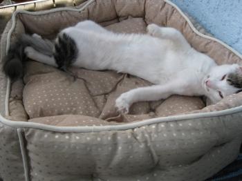 c Bild von Charlie