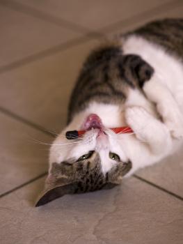 t Bild von Tigris