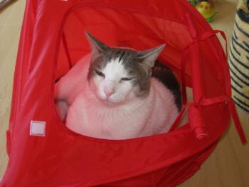 p Bild von Pocholo