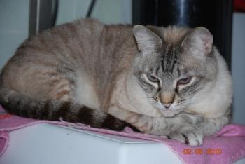 s Bild von Sixti