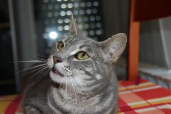 n Bild von Nana