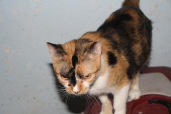 s Bild von Sweety - Five