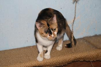 s Bild von Sweety - Five