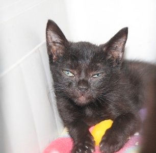 ts Bild von Samba