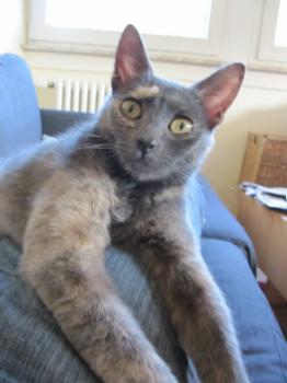 l Bild von Lulu