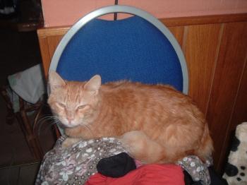 p Bild von Pepe