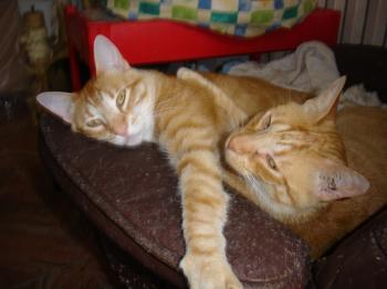 c Bild von Chip