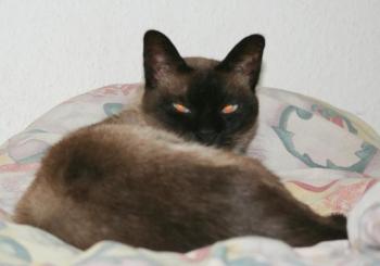 m Bild von Mozart