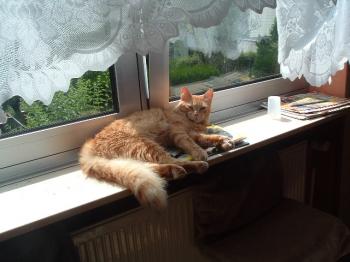 p Bild von Pepe