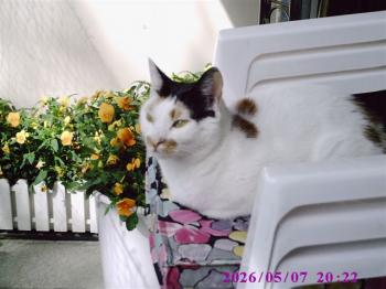 Miss Sodfa Bild von Miss Sodfa