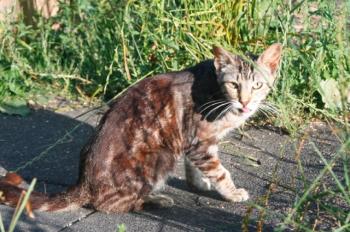 c Bild von Calvin