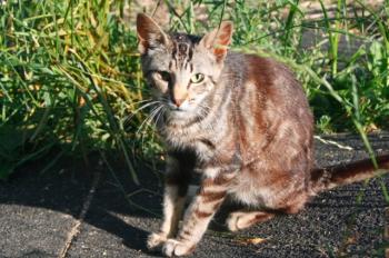 c Bild von Calvin