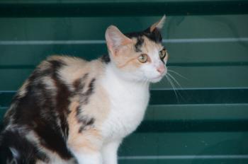 t Bild von Teresita