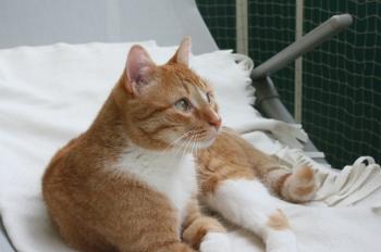 p Bild von Pitu