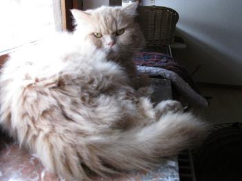 as Bild von Sunny