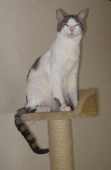 p Bild von Pocholo