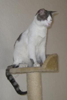 p Bild von Pocholo