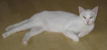 vb Bild von Blanquito