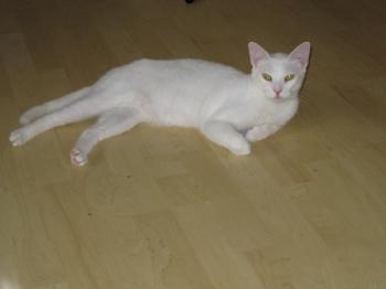 b Bild von Blanquito