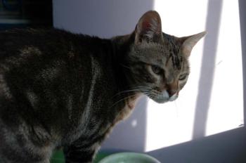 a Bild von Avelina