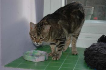 a Bild von Avelina