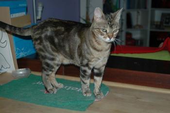 a Bild von Avelina