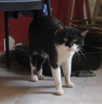 f Bild von Findus