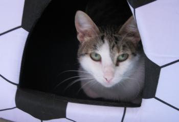 t Bild von Tigris