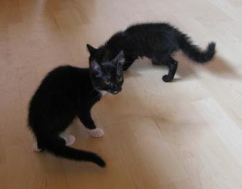 b Bild von Bijou