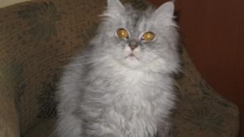 t Bild von Talia
