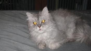 t Bild von Talia