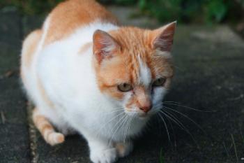 c Bild von Cornelia