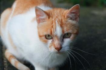 c Bild von Cornelia