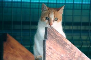 c Bild von Cornelia