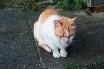 c Bild von Cornelia