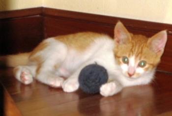 g Bild von Gustavo