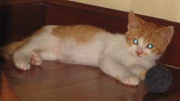 g Bild von Gustavo