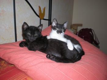 Bild von Bubu