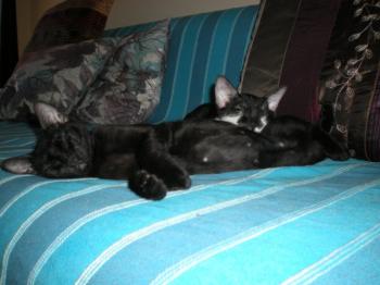 Bild von Bubu