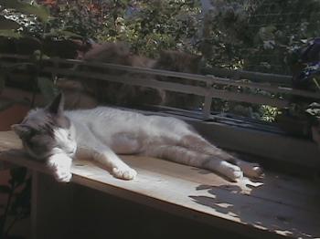 Avelina Bild von Avelina