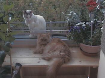 Avelina Bild von Avelina