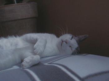 Avelina Bild von Avelina