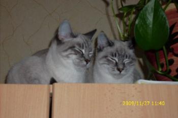 c Bild von Chanel